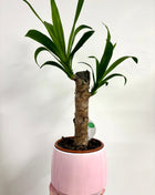 Pink pot