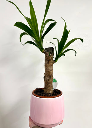 Pink pot
