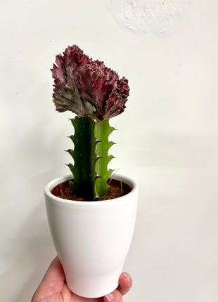 Euphorbia