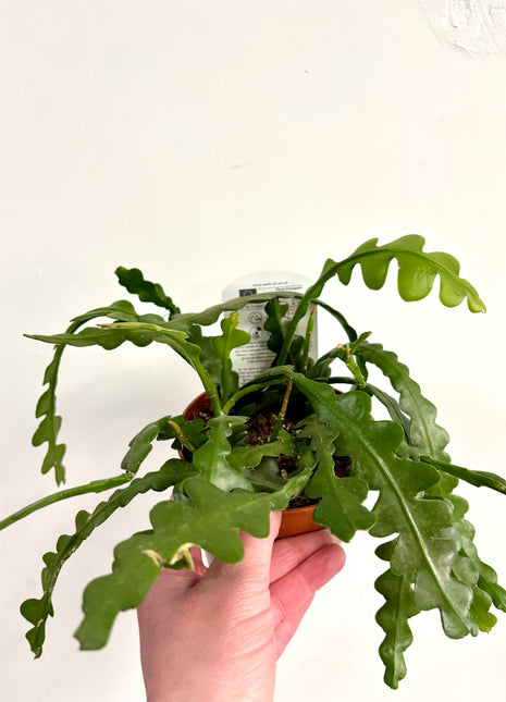 Epiphyllum / Fishbone Cactus