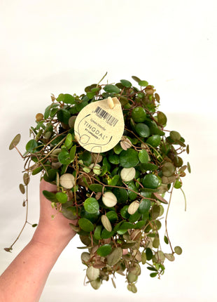 Peperomia Rotundilimba Pepperspot