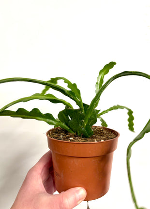 Epiphyllum / Fishbone Cactus