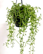 Senecio / String of Dolphins