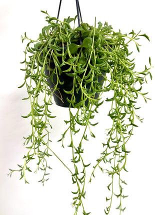 Senecio / String of Dolphins