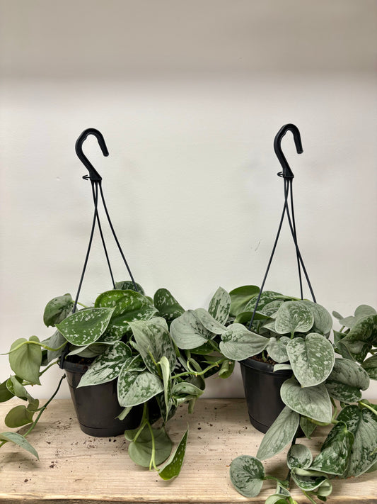 Scindapsus Silvery Ann