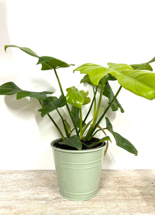 Tin planters