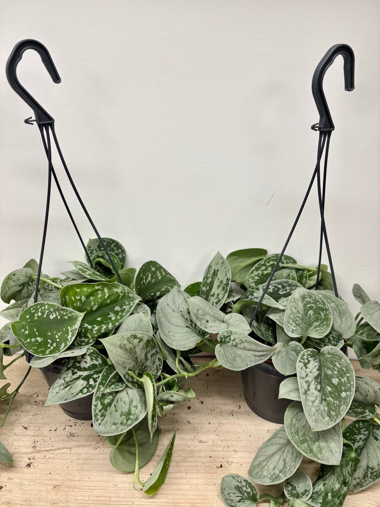 Scindapsus Silvery Ann