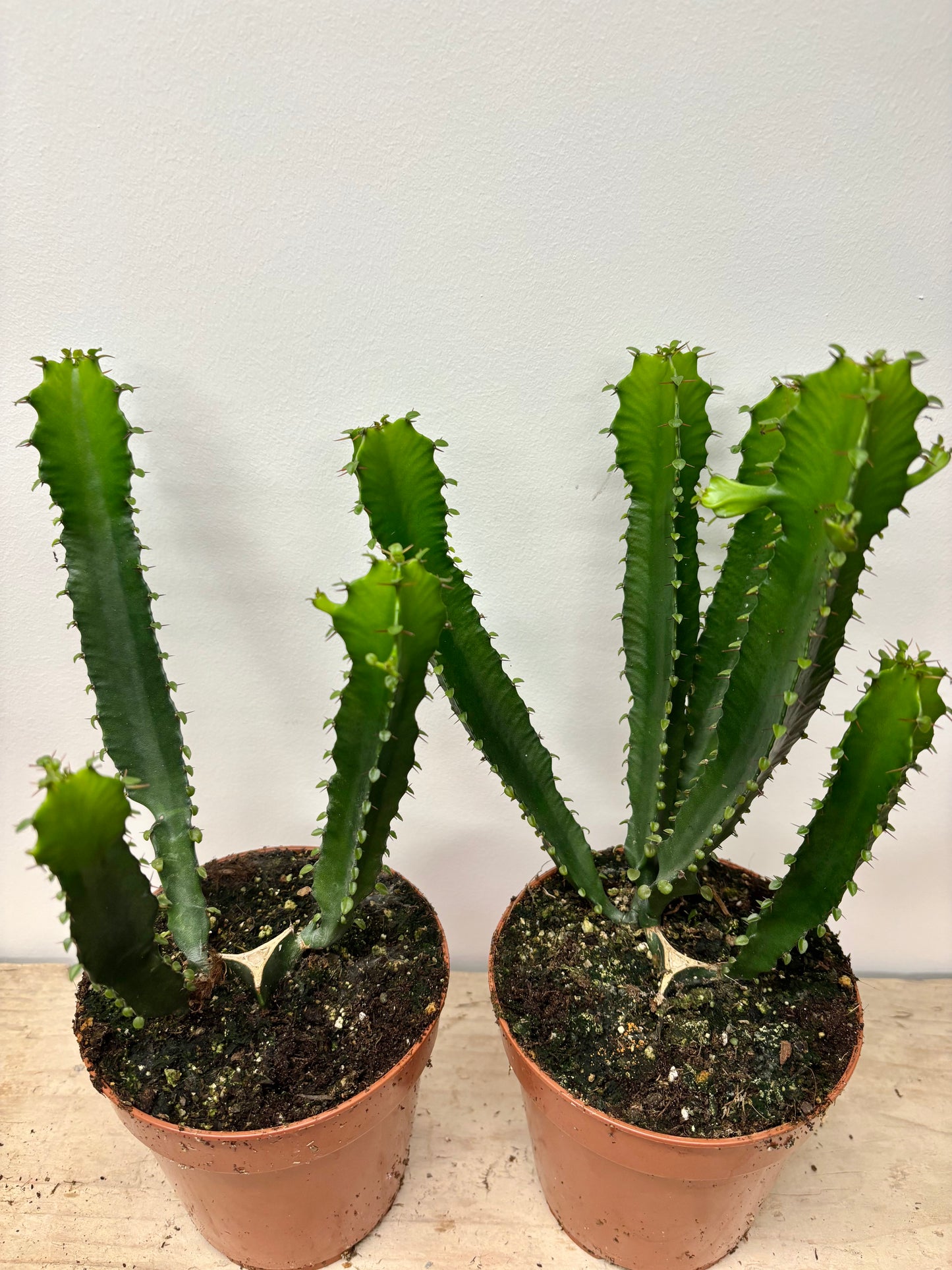 Euphorbia Trigona