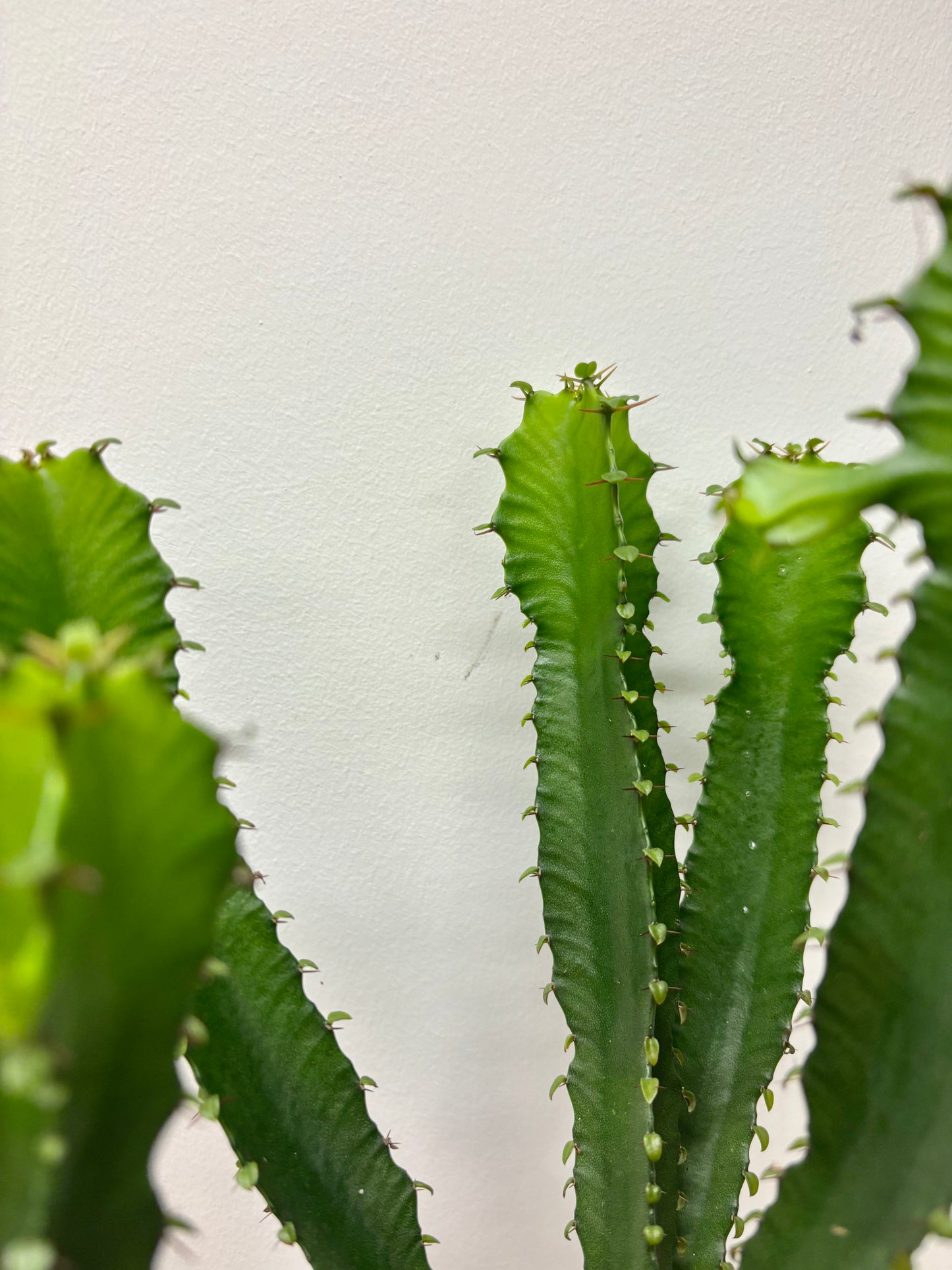 Euphorbia Trigona