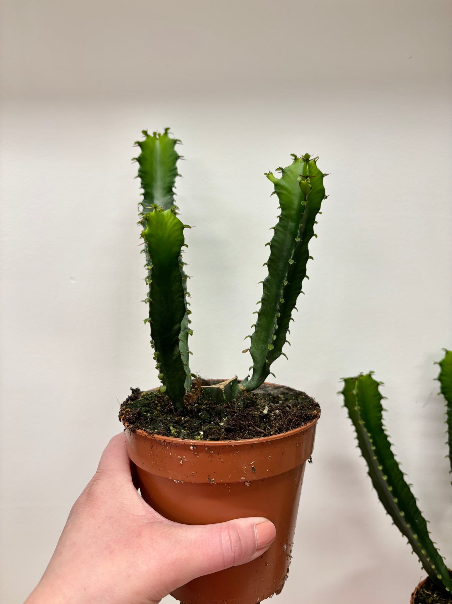 Euphorbia Trigona