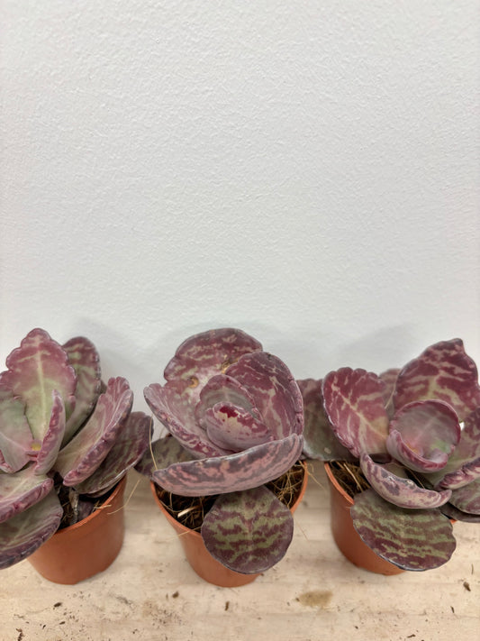 Kalanchoe Humilis Zebra