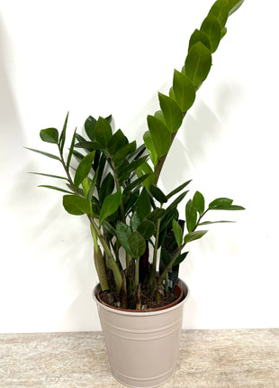 Tin planters