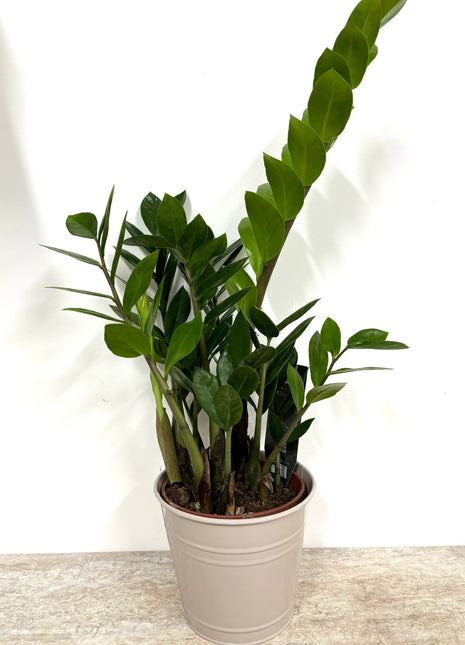 Tin planters