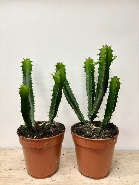Euphorbia Trigona