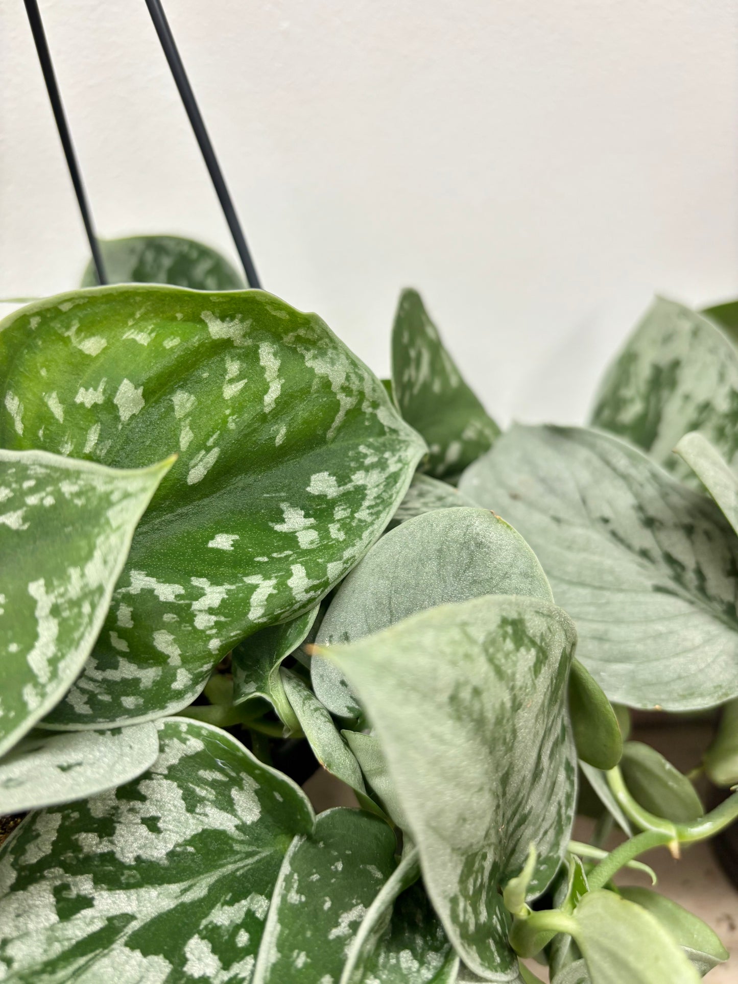 Scindapsus Silvery Ann