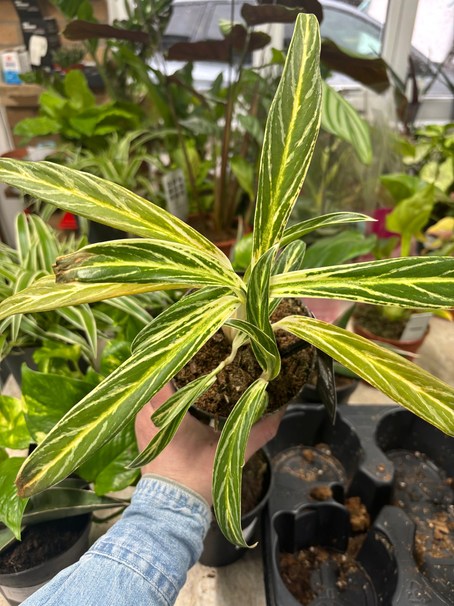 Aglaonema Zebra Feathers