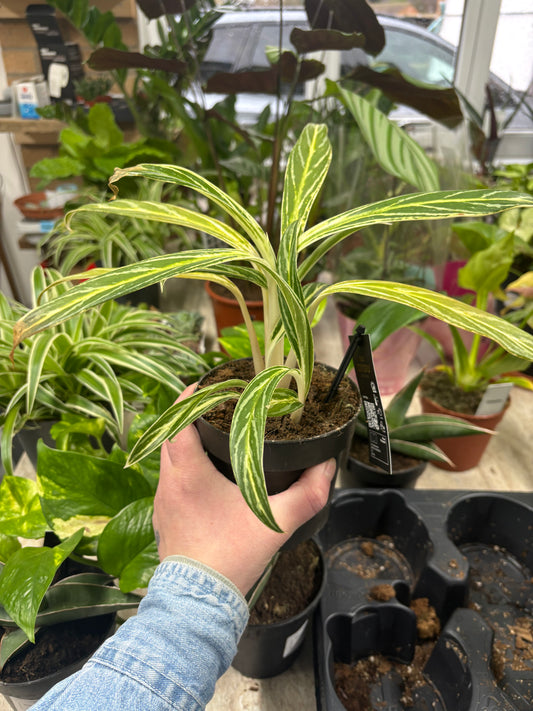 Aglaonema Zebra Feathers