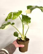 Monstera Thai Constellation