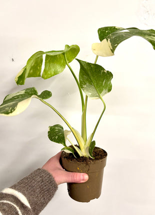 Monstera Thai Constellation