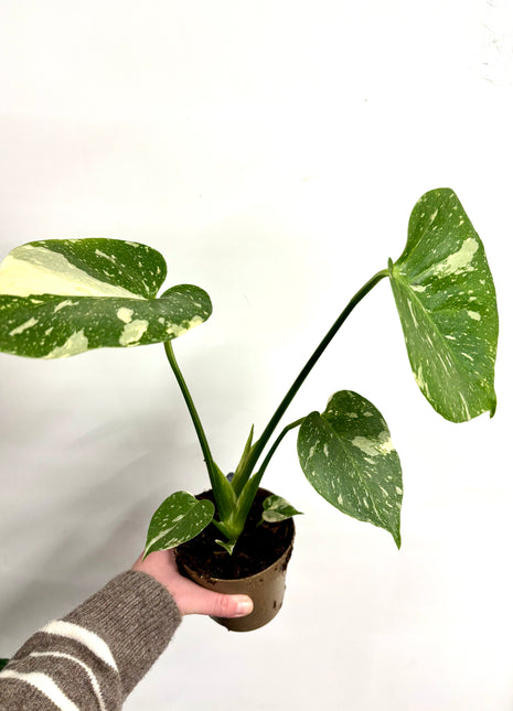 Monstera Thai Constellation