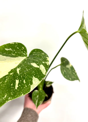 Monstera Thai Constellation