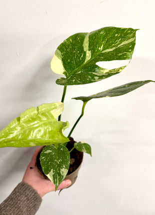 Monstera Thai Constellation