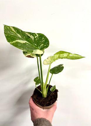 Monstera Thai Constellation