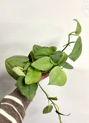 Scindapsus Moonlight
