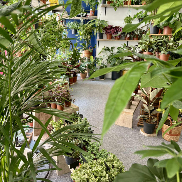 Banner image for: <h3>ALL PLANTS</h3>
